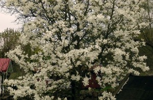 Magnolian blommar utanför Torsås Fajans krukmakeri.